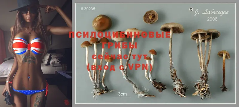 Псилоцибиновые грибы Psilocybe  Алатырь 