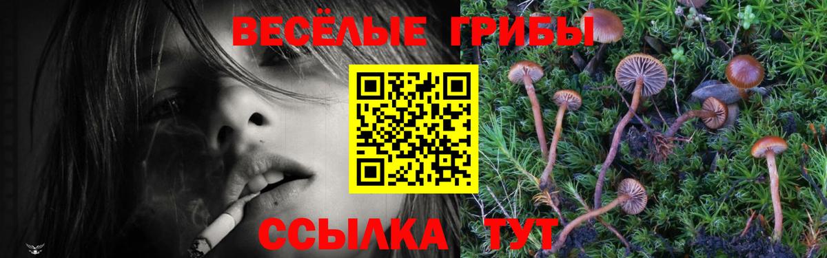 Псилоцибиновые грибы Psilocybine cubensis  Вход с VPN  Галлюциногенные грибы мухоморы  Алатырь 